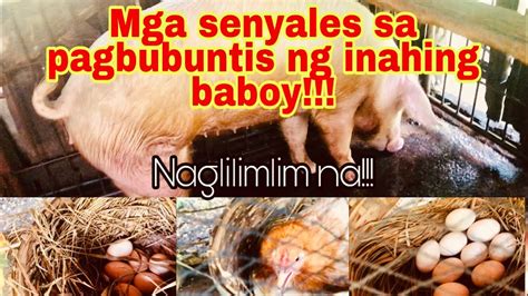 mga senyales na buntis na ang baboy .